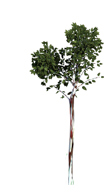 Arboles con Naturaleza en Acapulco